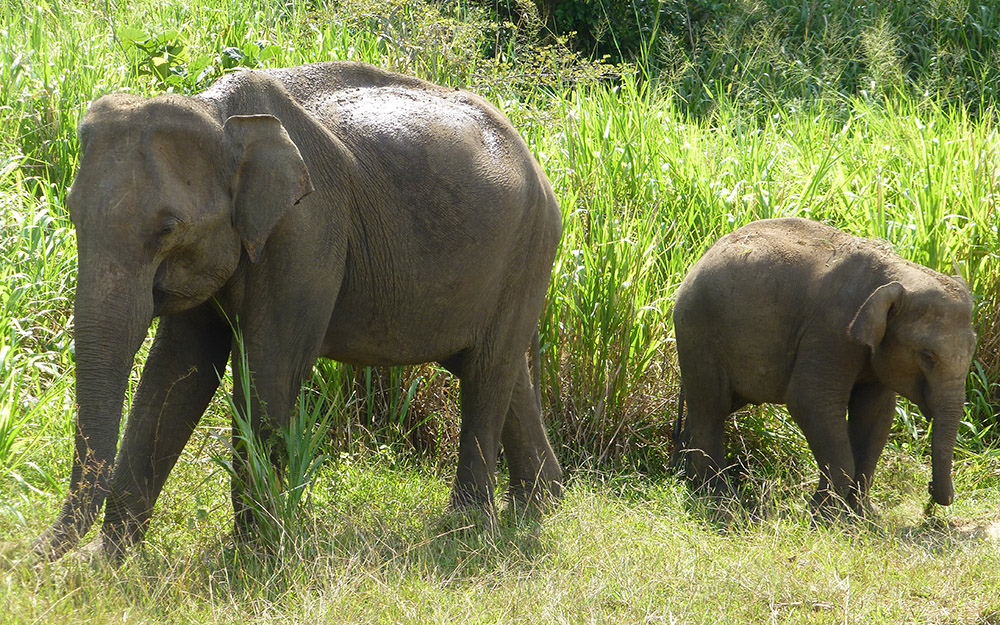 The elephant gathering at Minneriya is a 4-hour drive from Negombo